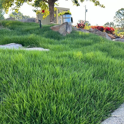 Carpet Lawn Grass plant