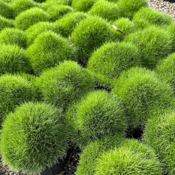 Carpet Lawn Grass plant