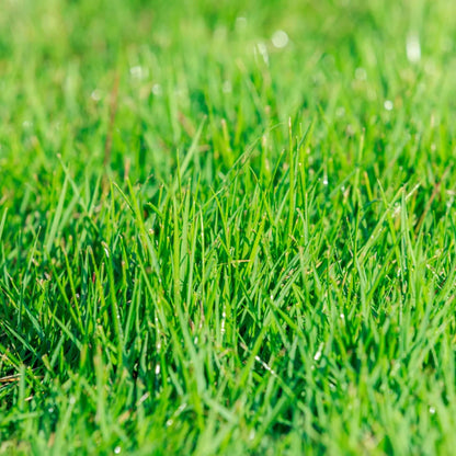 Carpet Lawn Grass plant