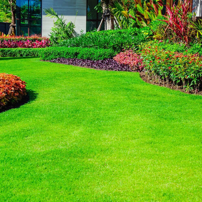 Carpet Lawn Grass plant