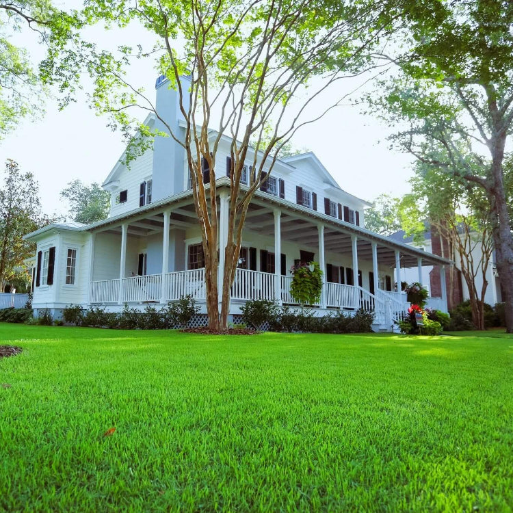 Carpet Lawn Grass plant