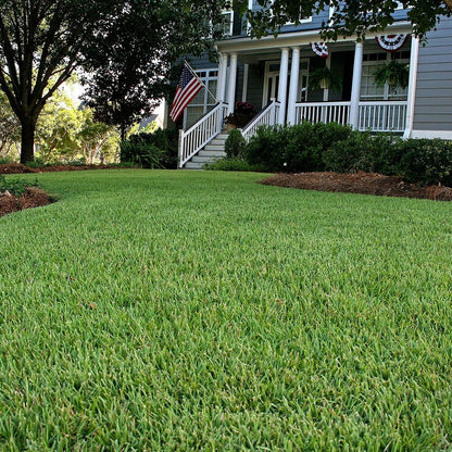 Carpet Lawn Grass plant
