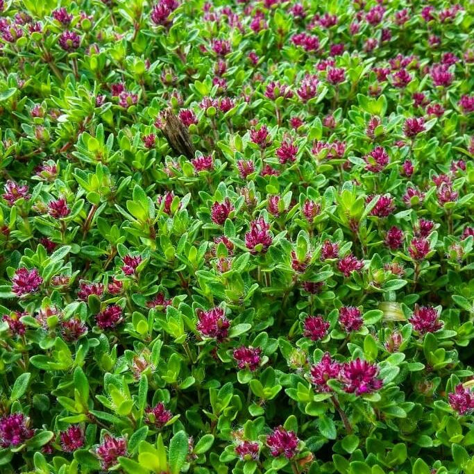 Carpet Thyme plant