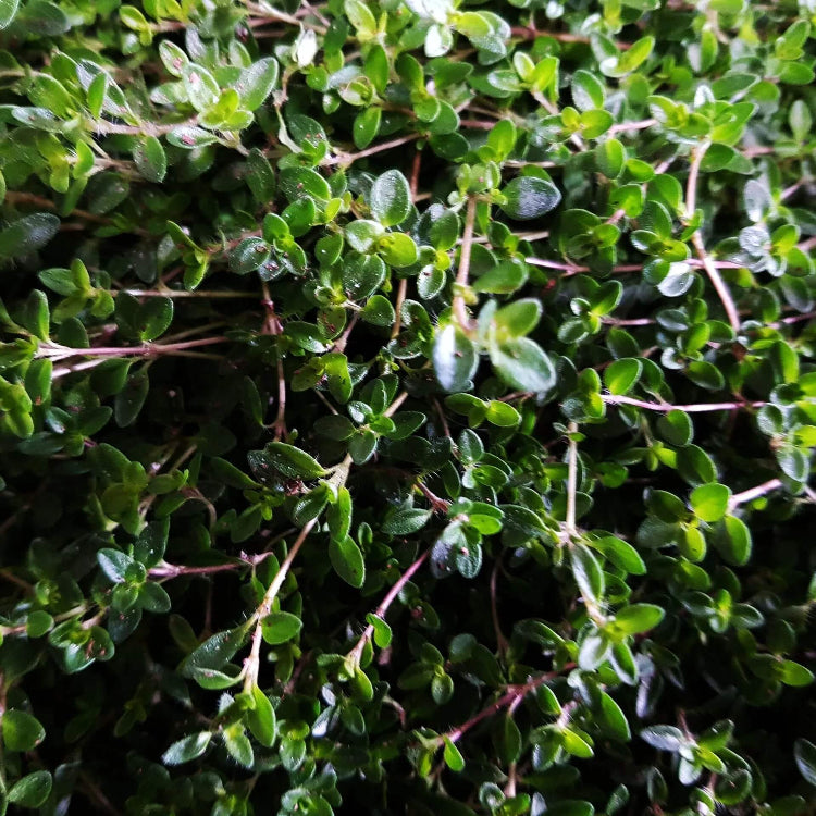 Carpet Thyme plant
