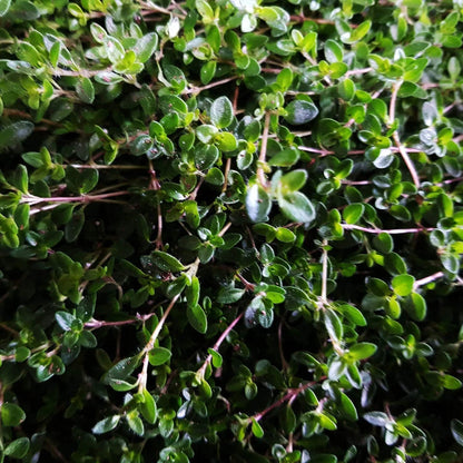 Carpet Thyme plant