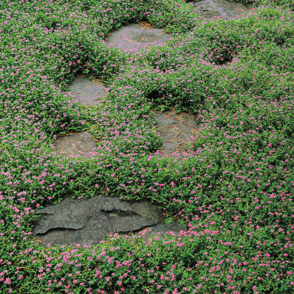 Carpet Thyme plant
