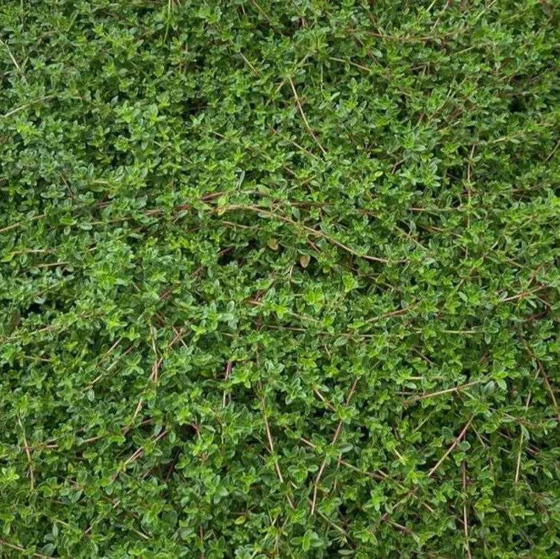 Carpet Thyme plant