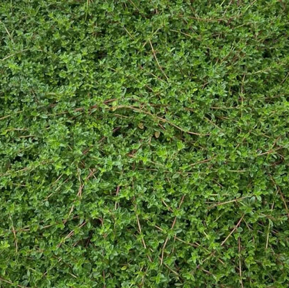 Carpet Thyme plant