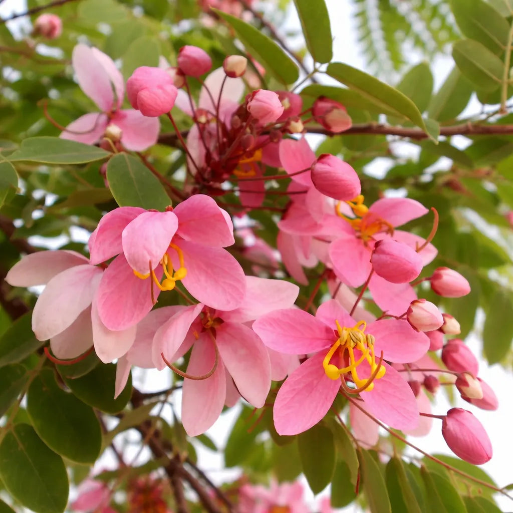 Javanica flower seeds