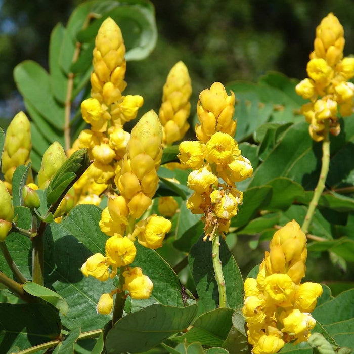 Alata Cassia plant