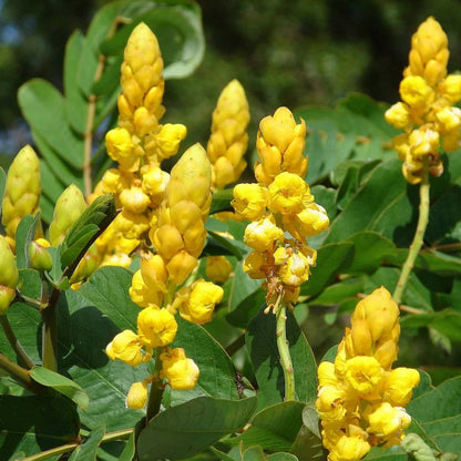 Alata Cassia plant