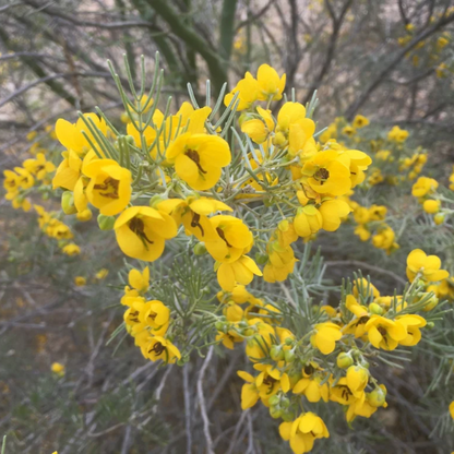 Feathery Cassia plant
