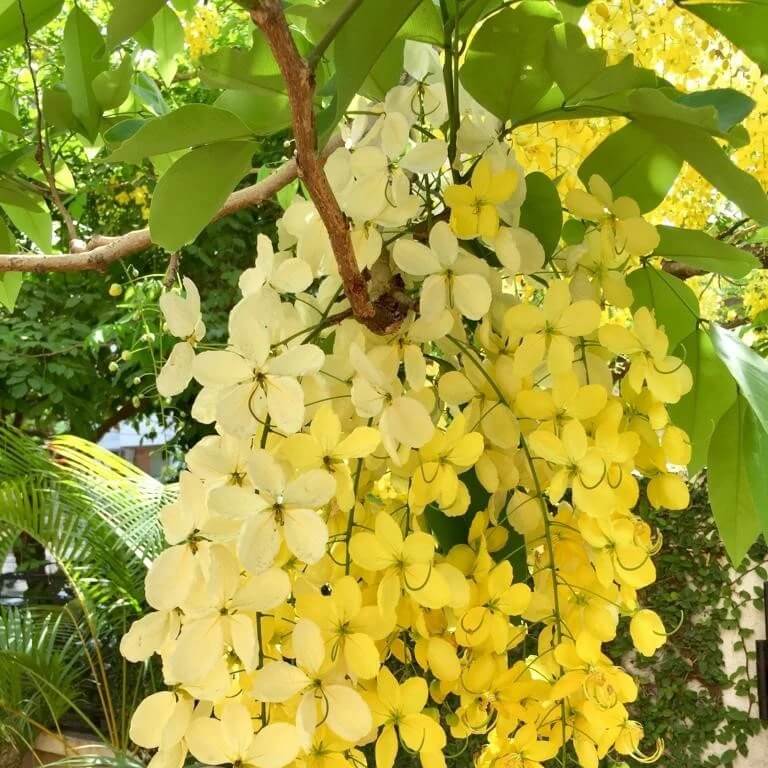 Cassia Fistula plant