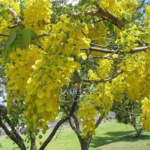 Cassia Fistula plant