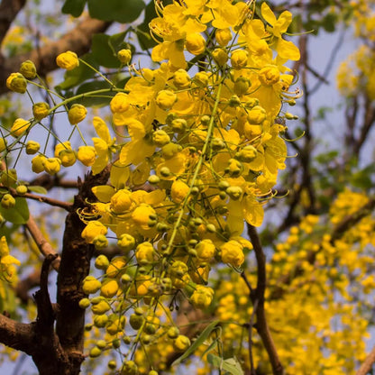 Cassia Fistula plant