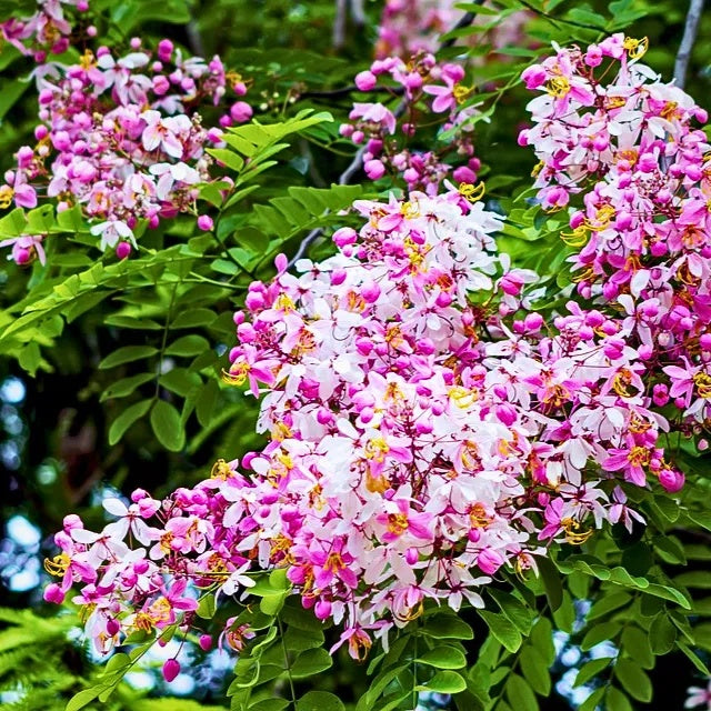 Baby Pink Forsythia plant