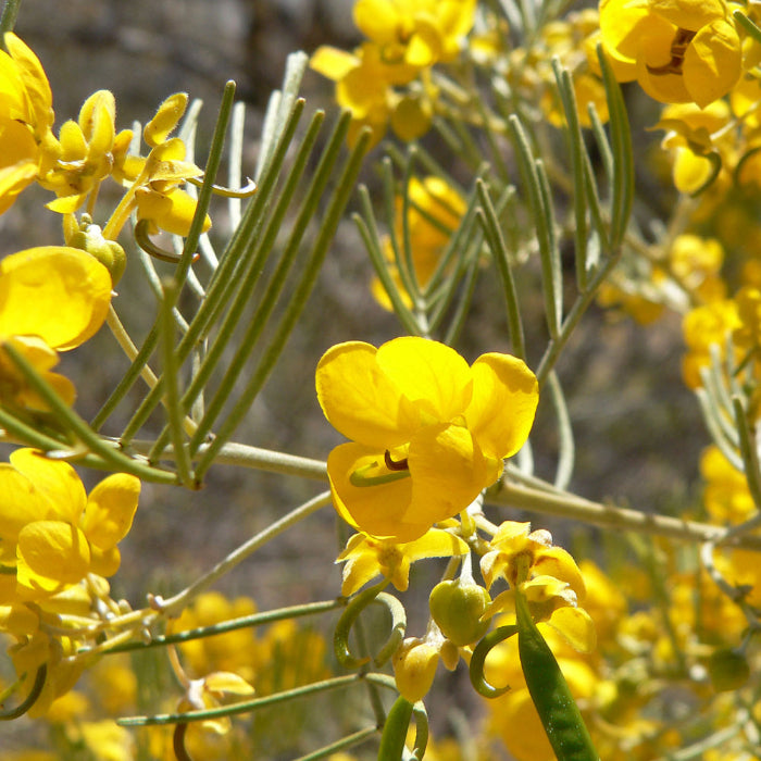 Feathery Cassia plant