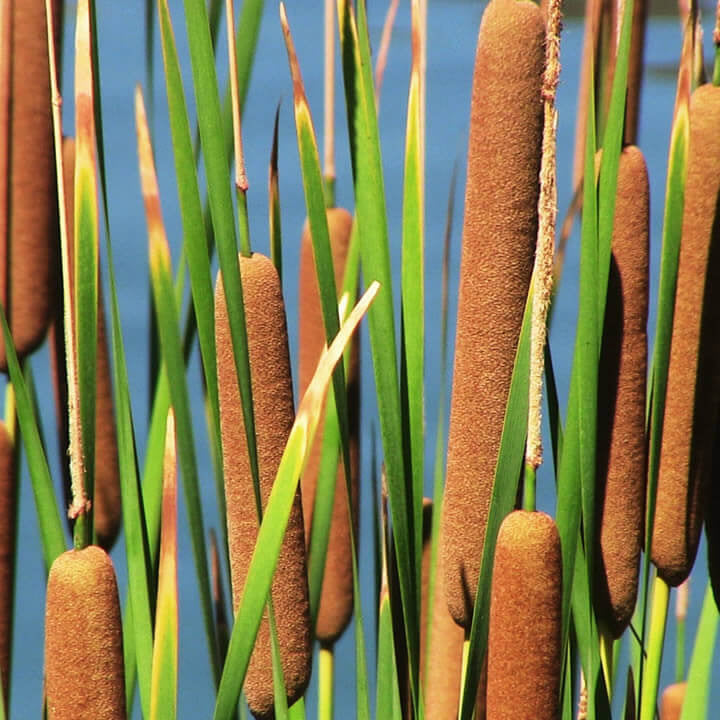 Cat Tails plant
