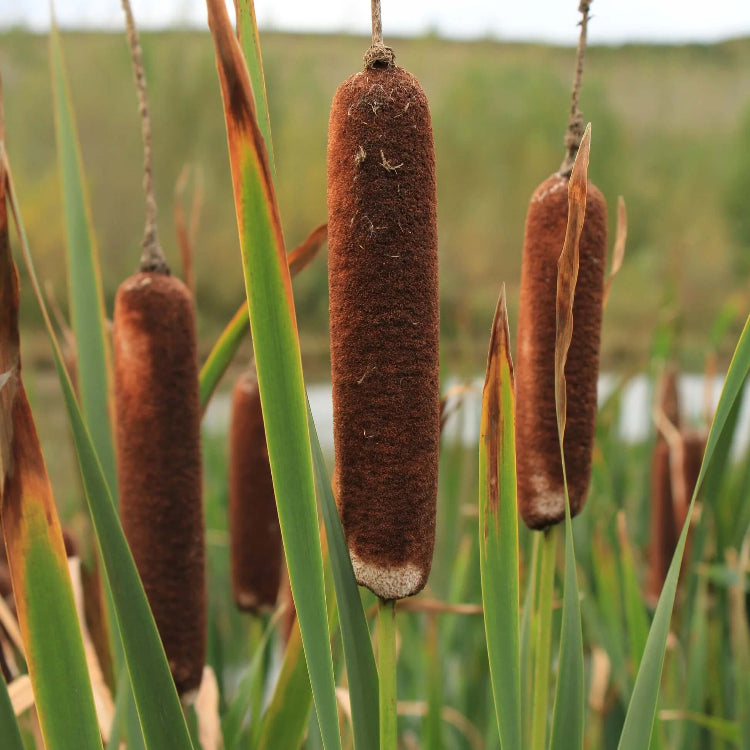 Cat Tails plant