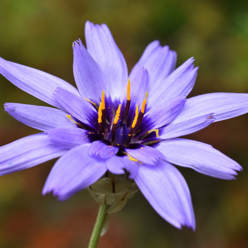 Blue Catananche Flower Seeds for Planting – Heirloom Cupid's Dart Seeds