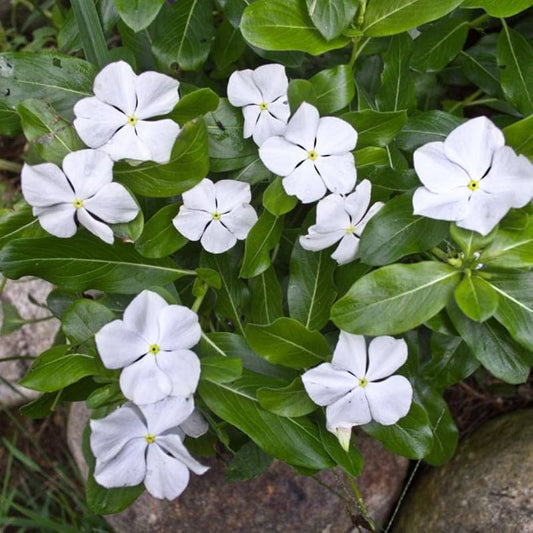 White Catharanthus flower seeds