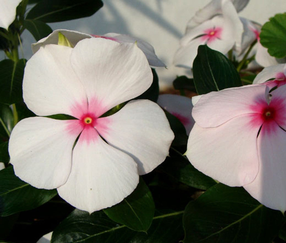 Catharanthus Roseus plant