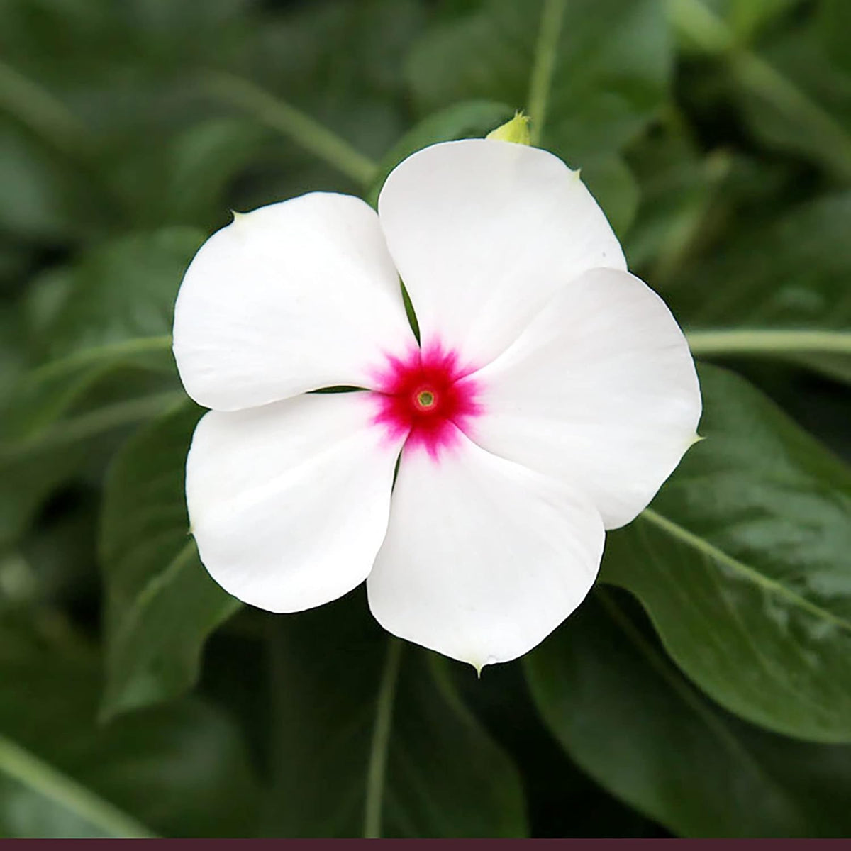 Catharanthus Roseus plant
