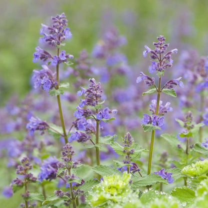 Aromatic Perennial Catmint plant