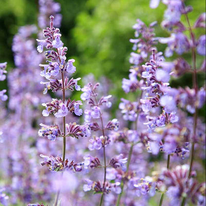 Aromatic Perennial Catmint plant