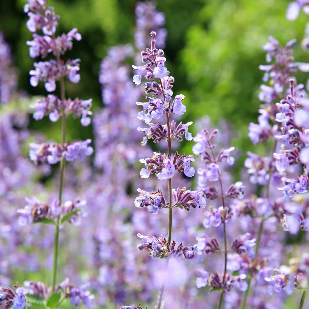 Violet Catmint flower seeds