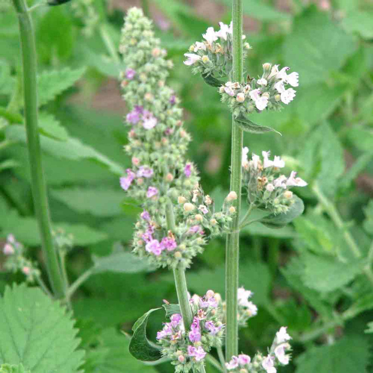 Mint Family Catnip plant