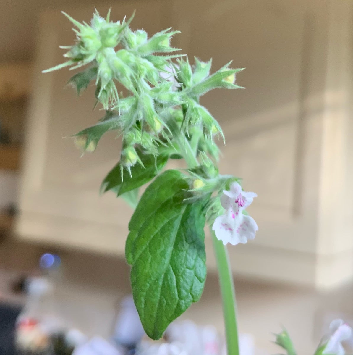 Mint Family Catnip plant