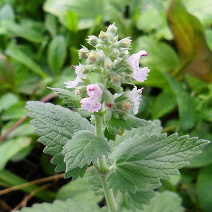 Mint Family Catnip plant