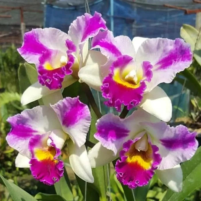 White Red flower seeds