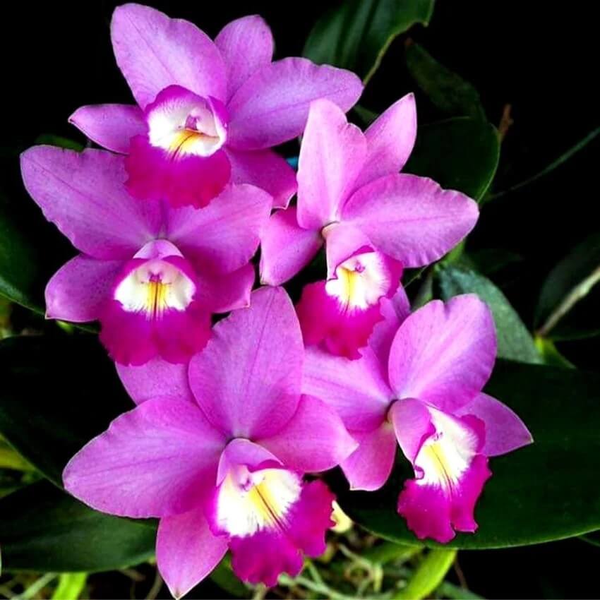 Cattleya Orchids plant