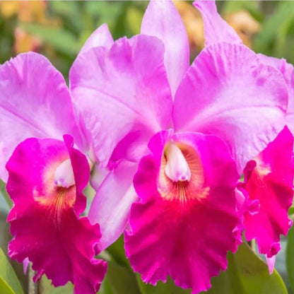 Cattleya Orchids plant