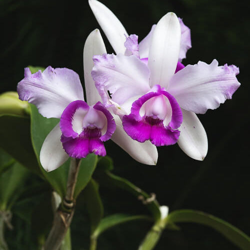 Cattleya Intermedia Orchid plant
