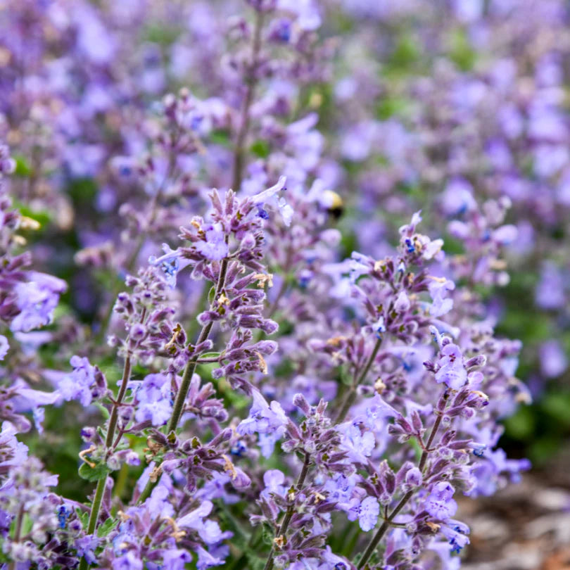 Catmint flower seeds