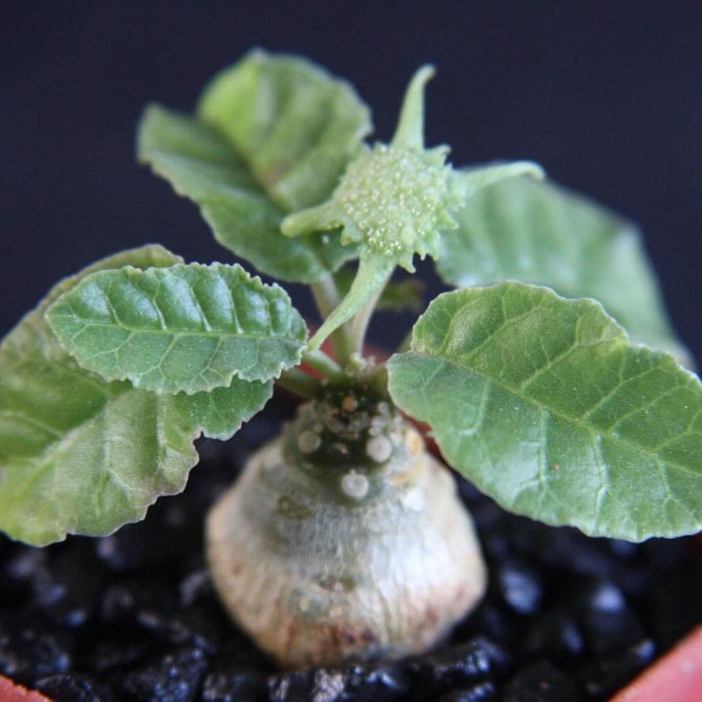 Caudex Succulent plant