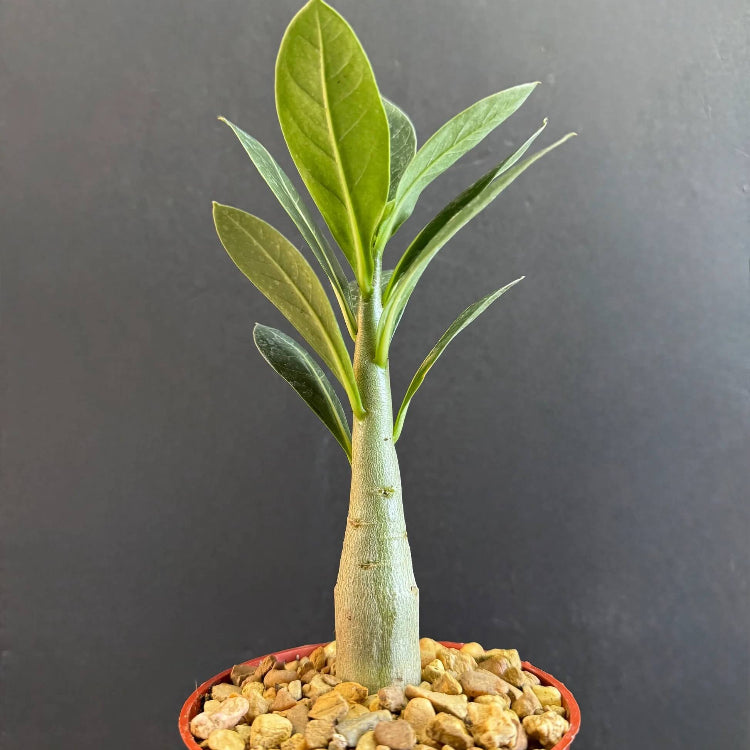 Caudex Succulent plant