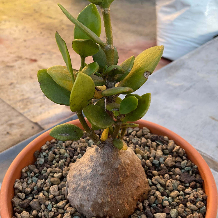 Caudex Succulent plant