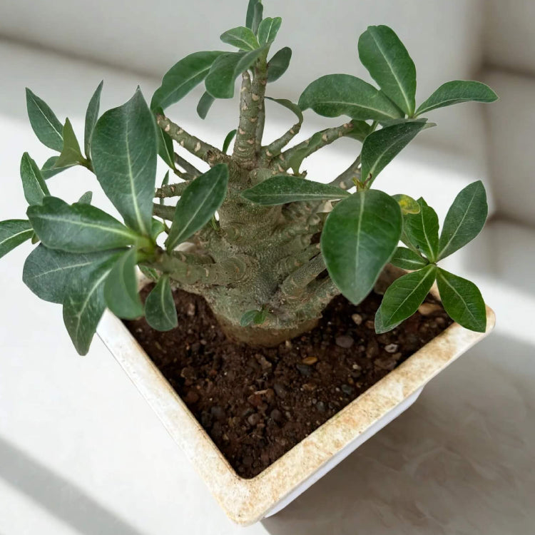 Caudex Succulent plant