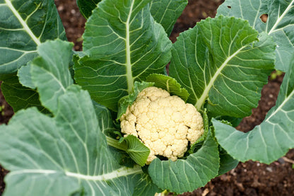 Cauliflower Vegetable Seeds for Planting – Heirloom Non-GMO Garden Seeds