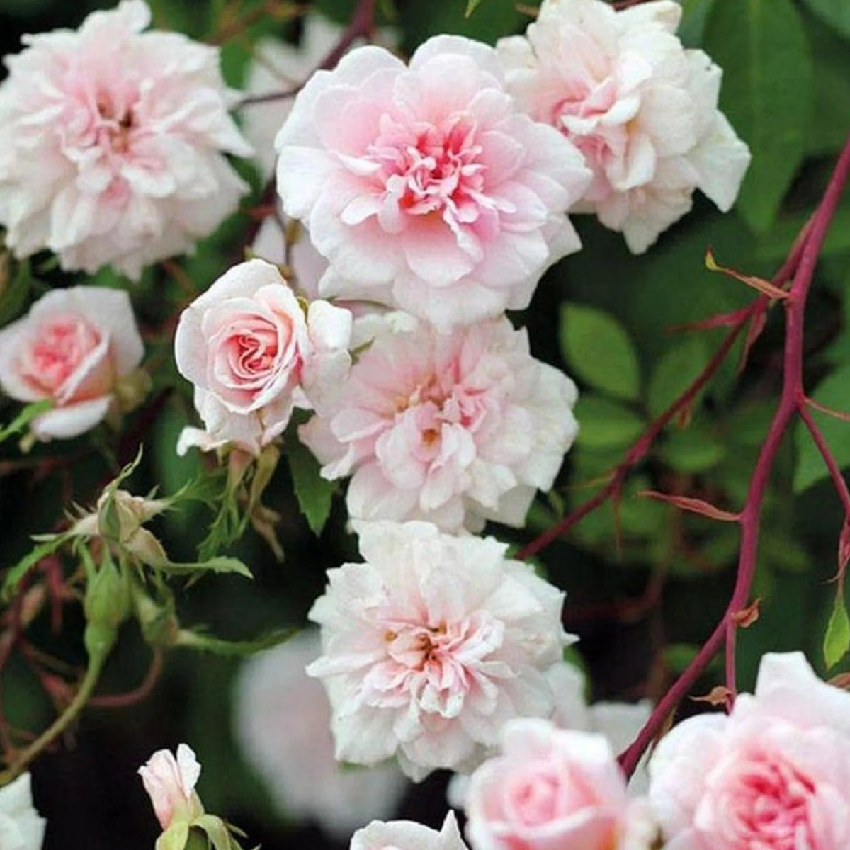 Rose Cecile Brunner plant