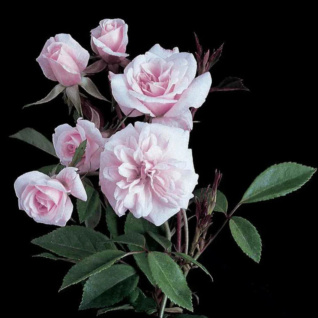 Rose Cecile Brunner plant