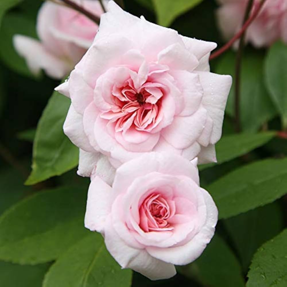 Rose Cecile Brunner plant