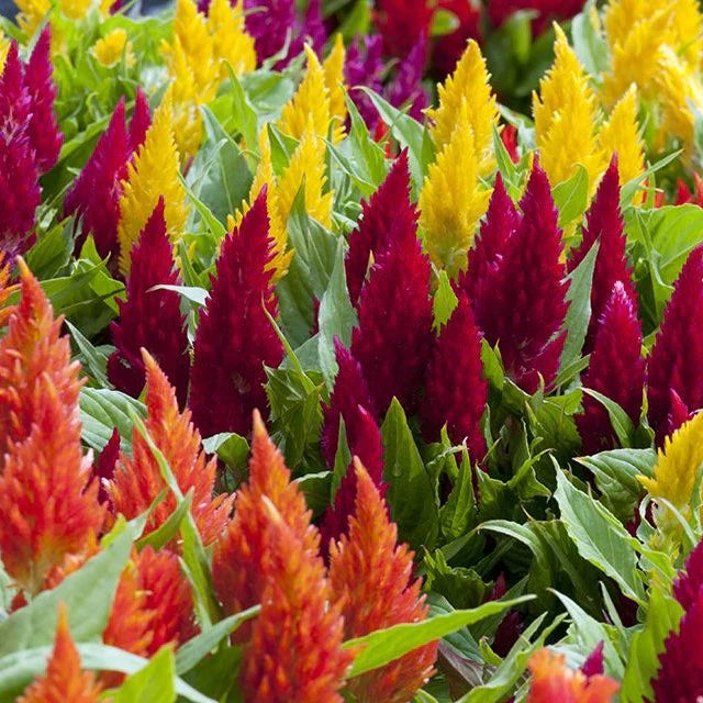 Celosia Argentea flower seeds