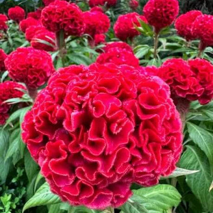 Chief Persimmon Celosia plant