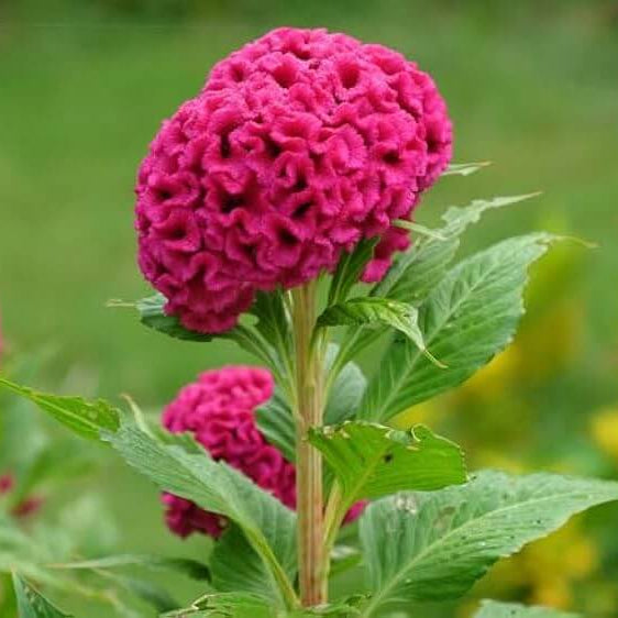 Celosia Cristata plant