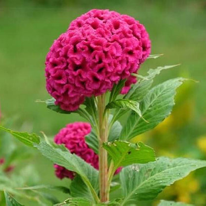 Celosia Cristata plant